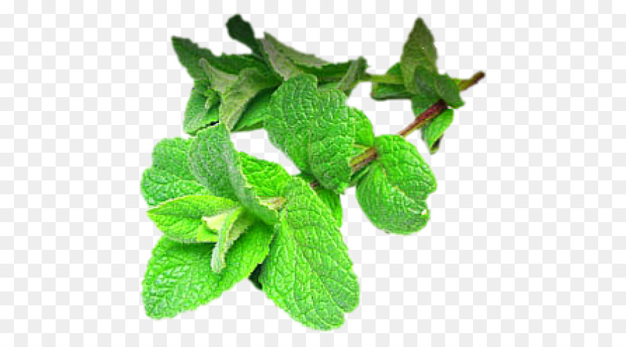 Hojas De Menta，Hierba PNG