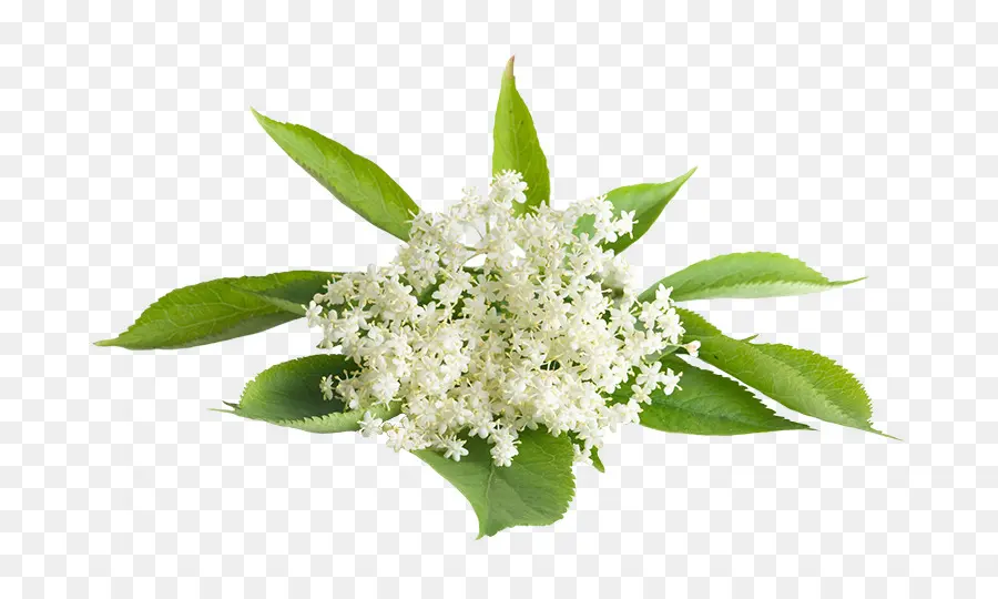 El Elderflower Cordial，Photography PNG