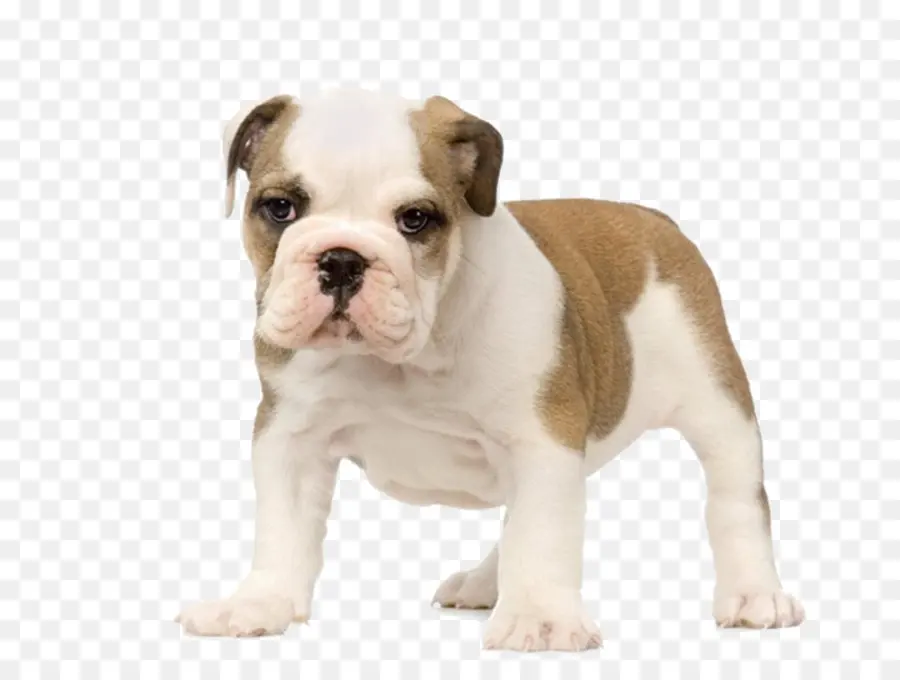 Cachorro Bulldog，Lindo PNG