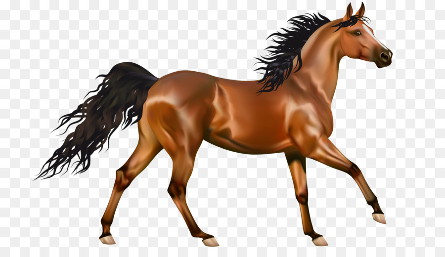 Caballo Marrón，Equino PNG