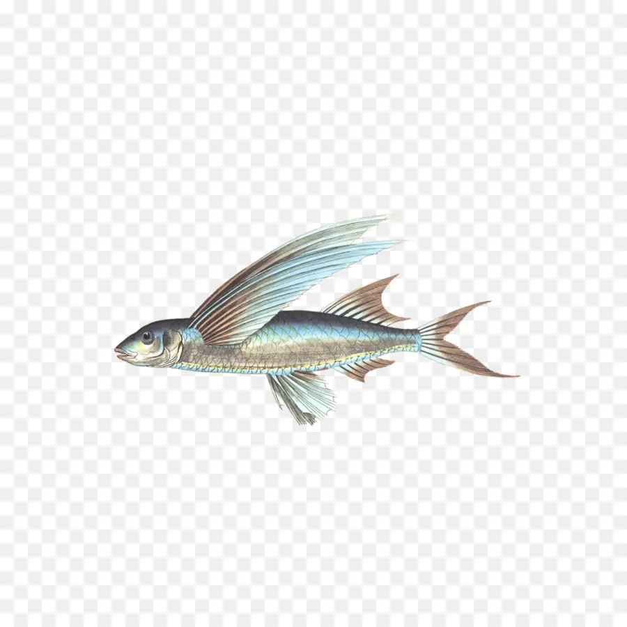 Los Peces，Animal PNG