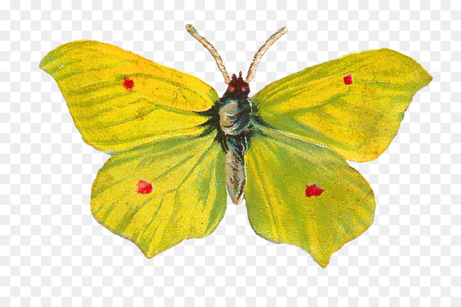 Mariposa，Insecto PNG