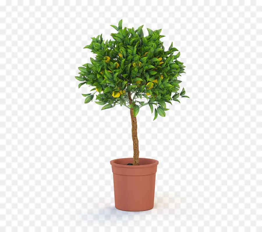 Topiario，árbol PNG