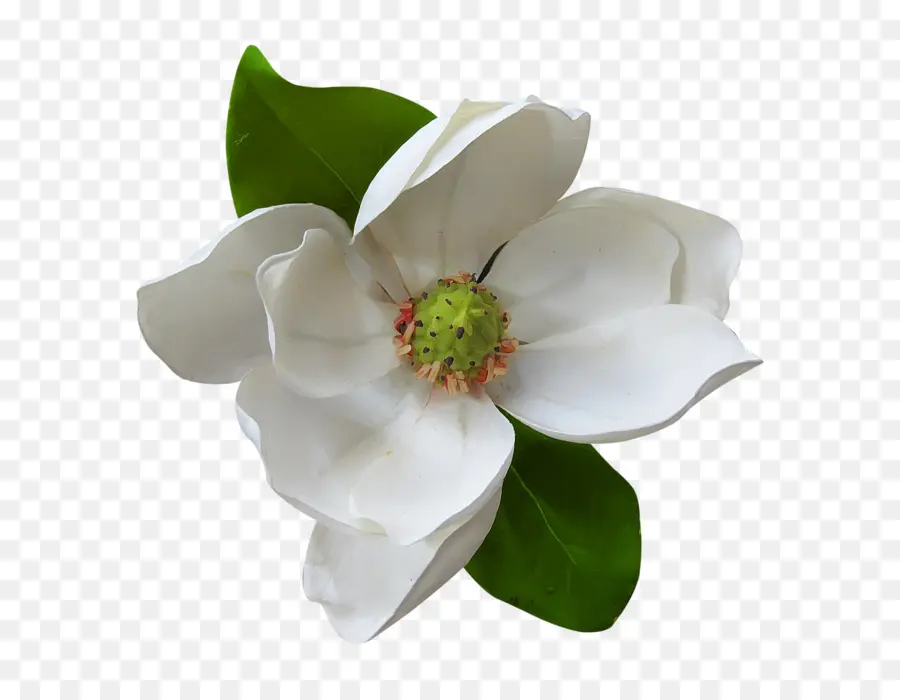 Flor Blanca，Florecer PNG