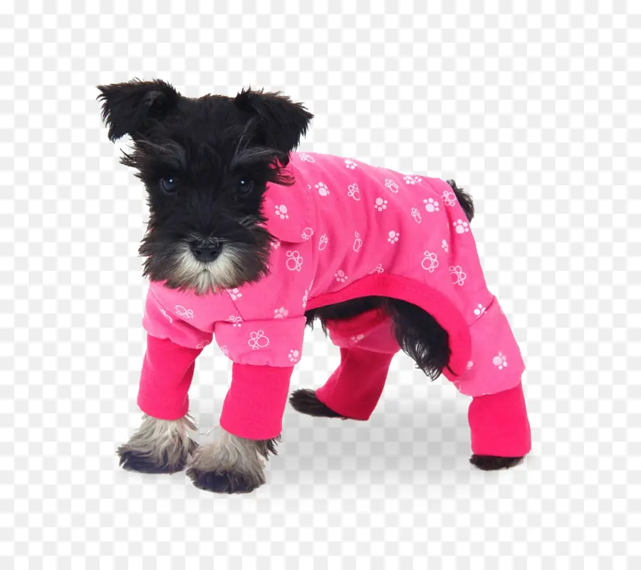 Perro En Traje Rosa，Perro PNG