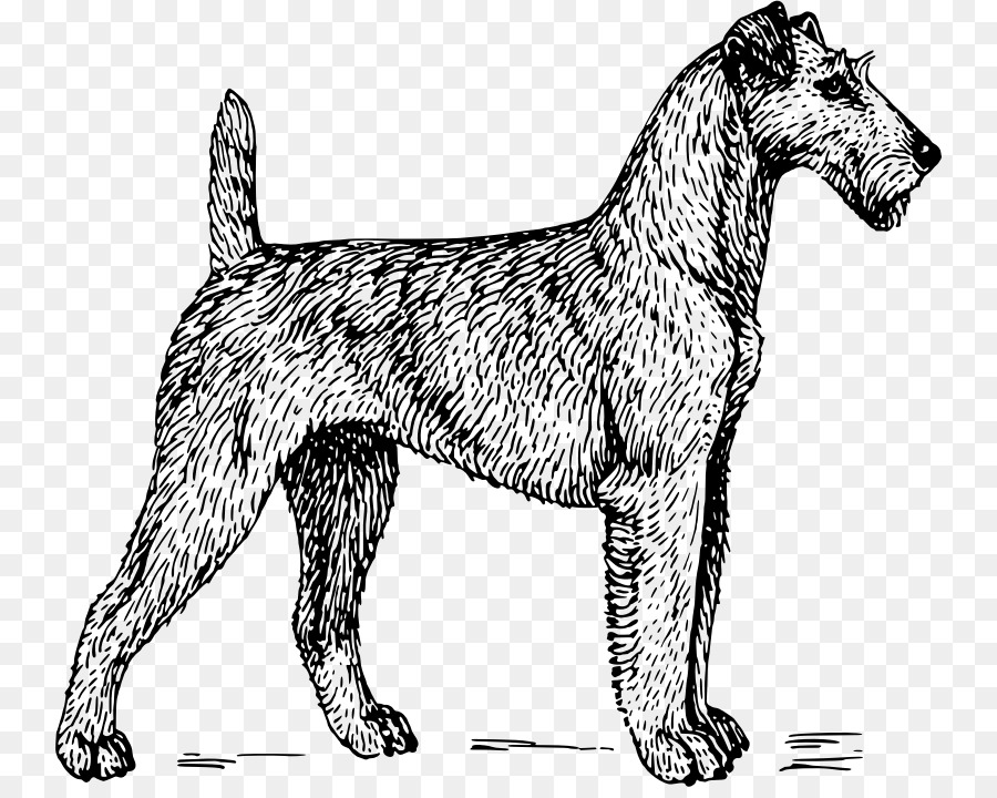 Irish Terrier，Scottish Terrier PNG