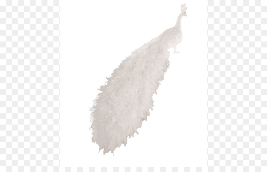 Pluma Blanca，Pluma PNG