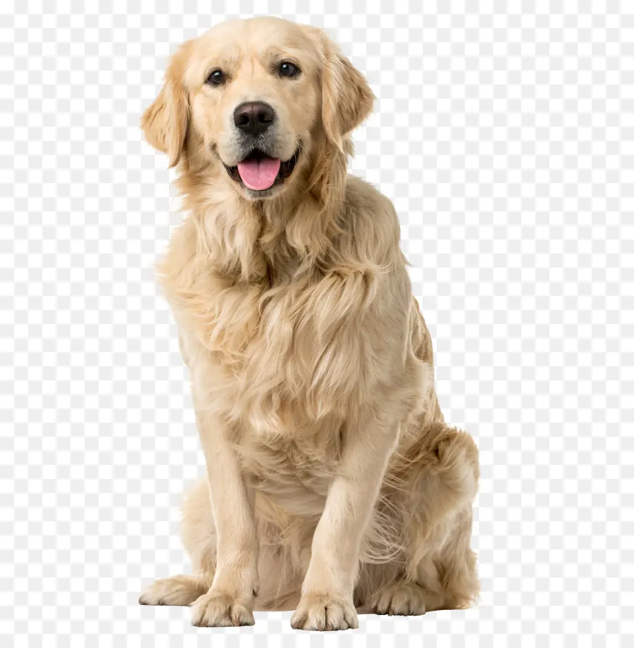 Golden Retriever，Labrador Retriever PNG