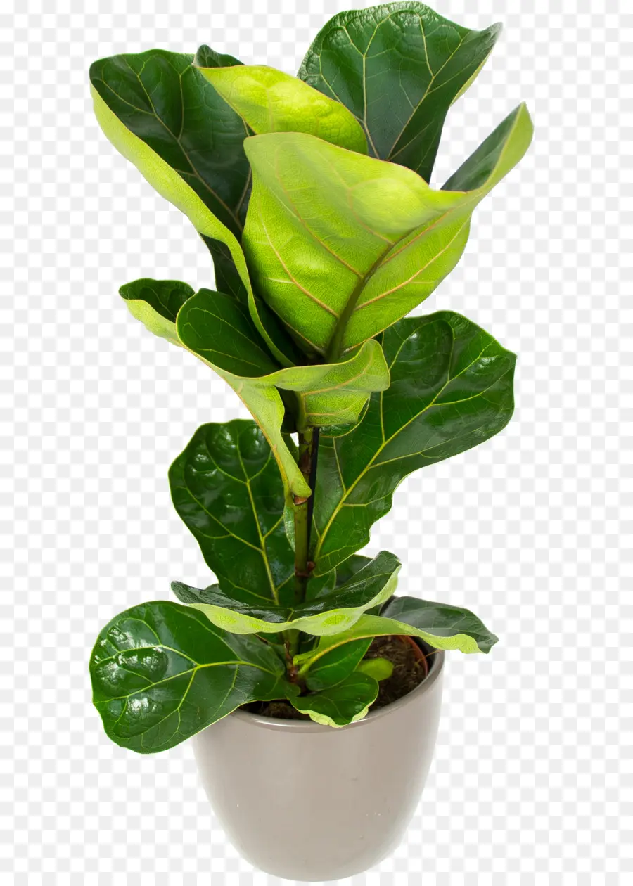 Fiddleleaf Fig，Planta De Interior PNG