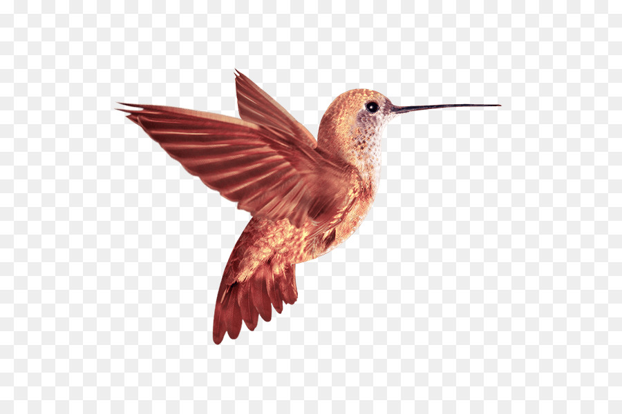 Colibrí，Pájaro PNG