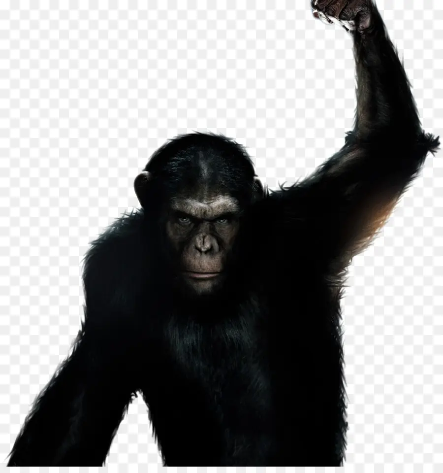 Ape，El Planeta De Los Simios PNG