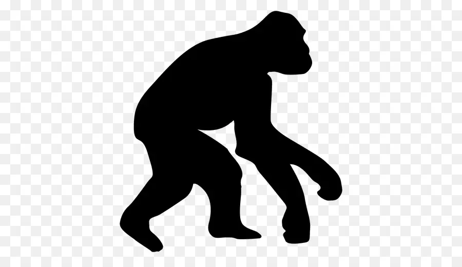 Ape，El Homo Sapiens PNG