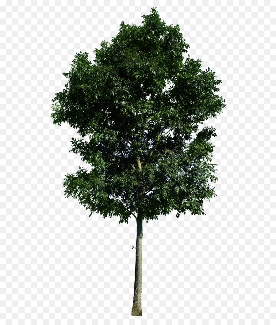 árbol Verde，Árbol PNG