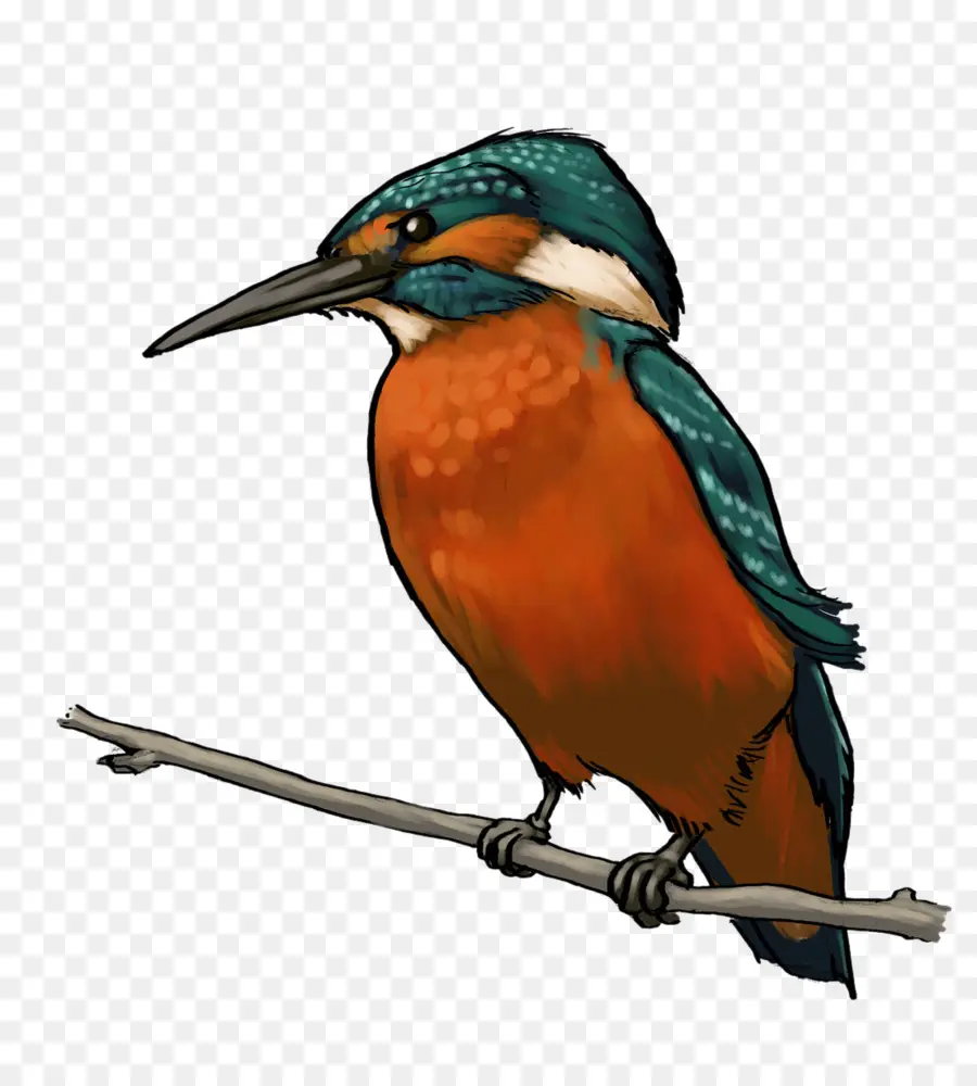 Kingfisher，Dibujo PNG