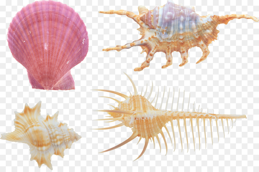 Concha，Caracol De Mar PNG