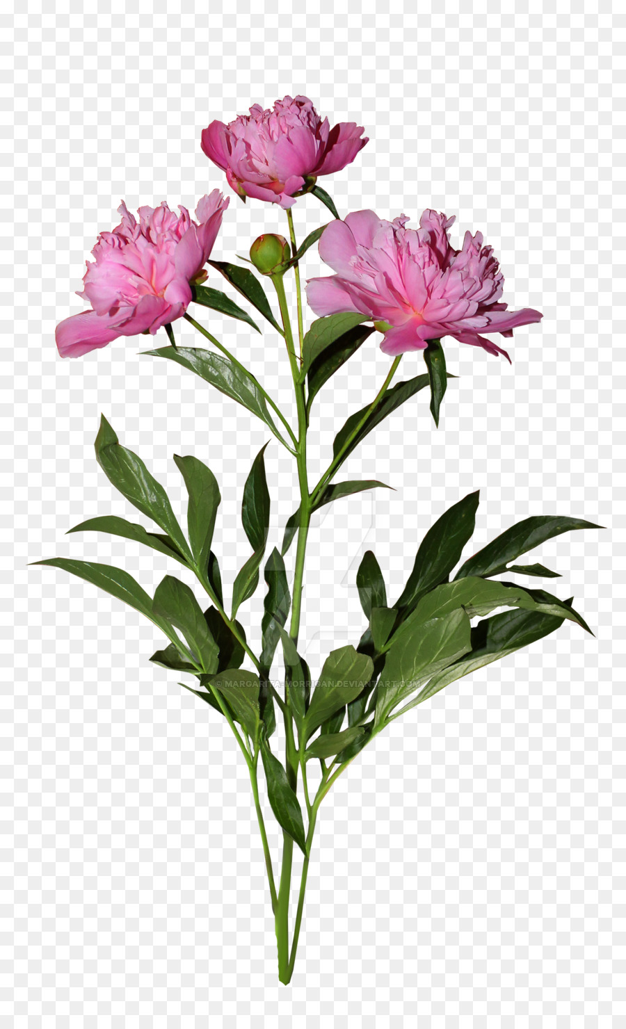 Flores Rosadas，Florecer PNG