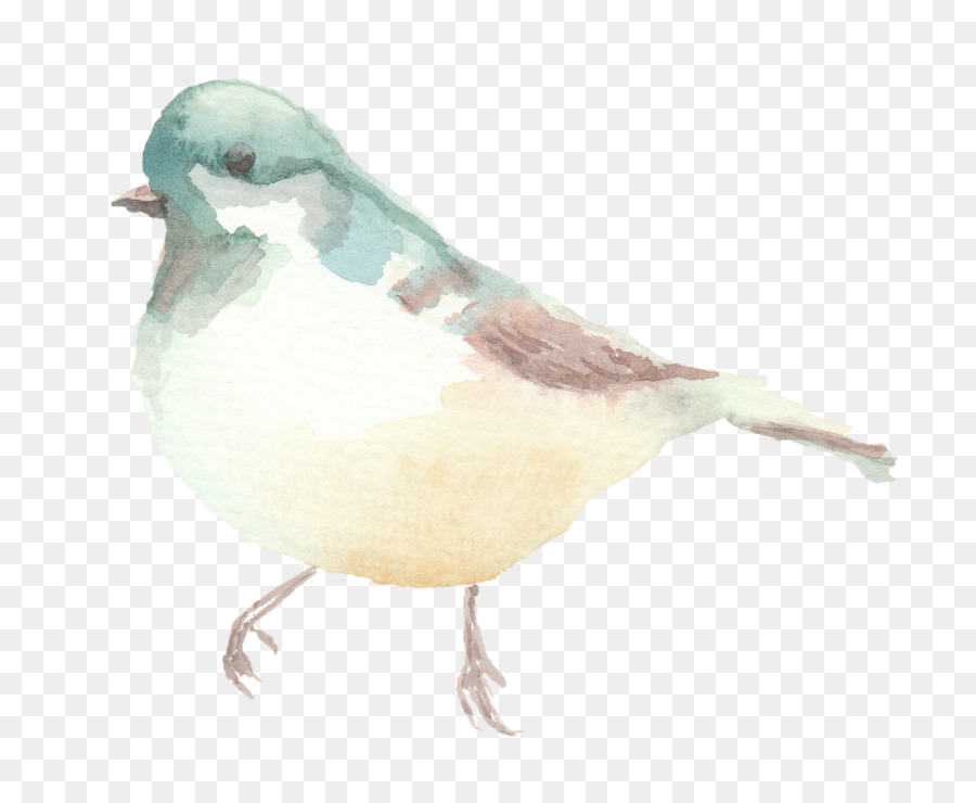 Pájaro，Las Aves Playeras PNG