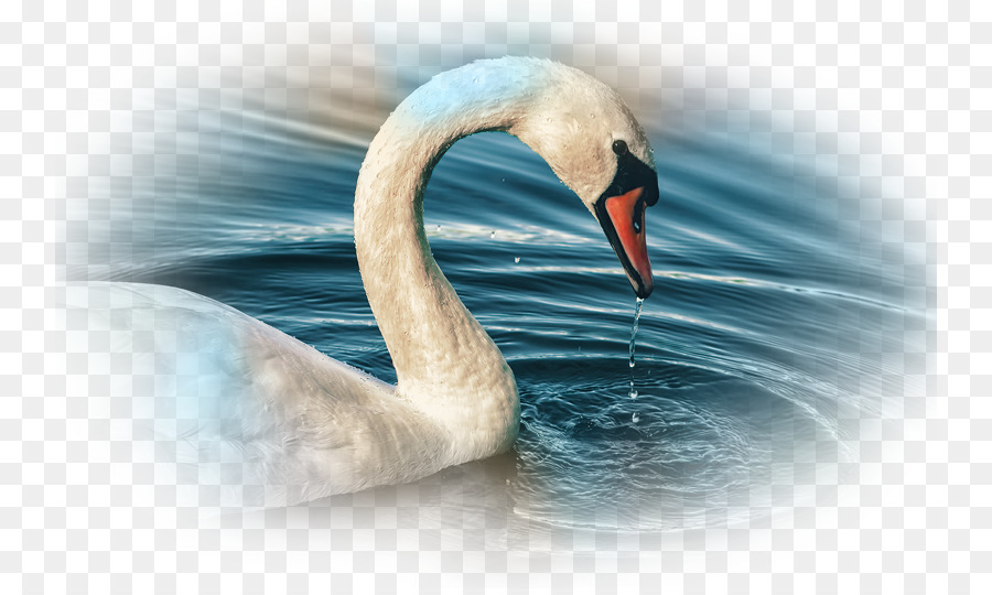 Pájaro，Cisne PNG