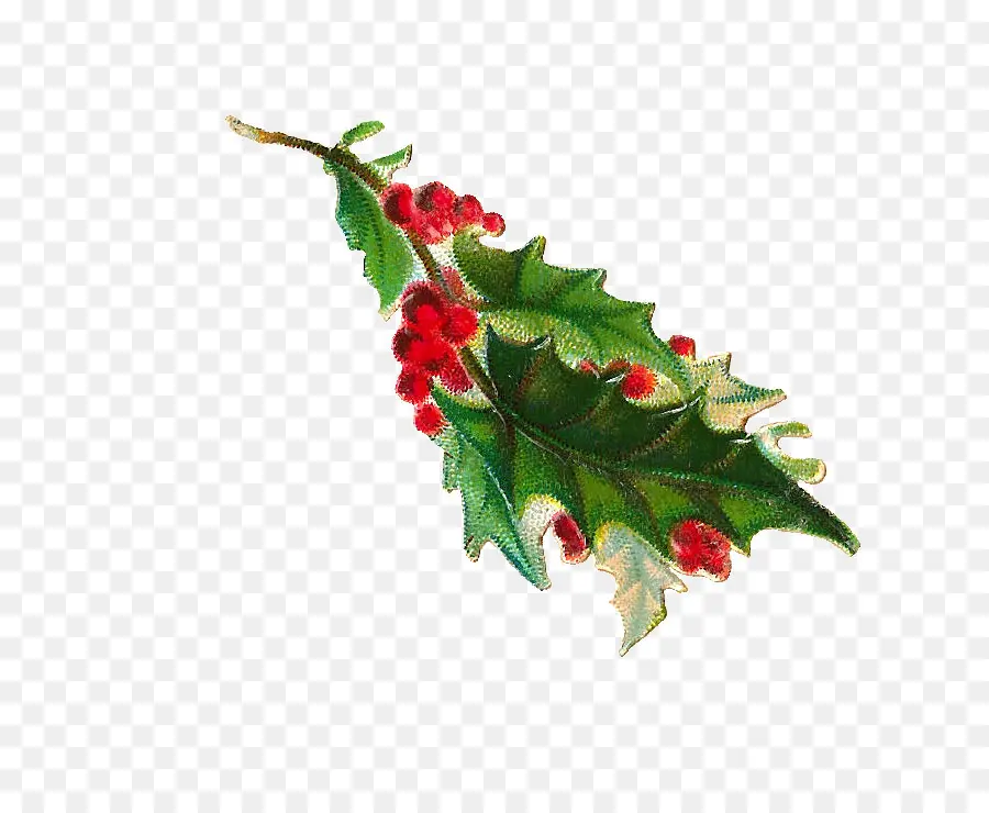 Común Holly，La Navidad PNG