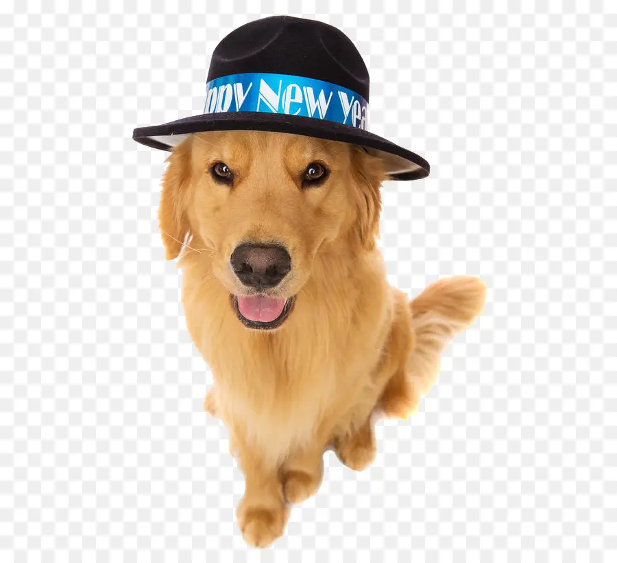 Perro Con Sombrero，Sombrero PNG