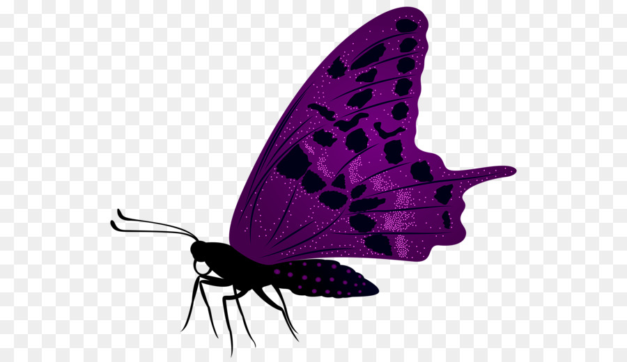 Mariposa Morada，Alas PNG