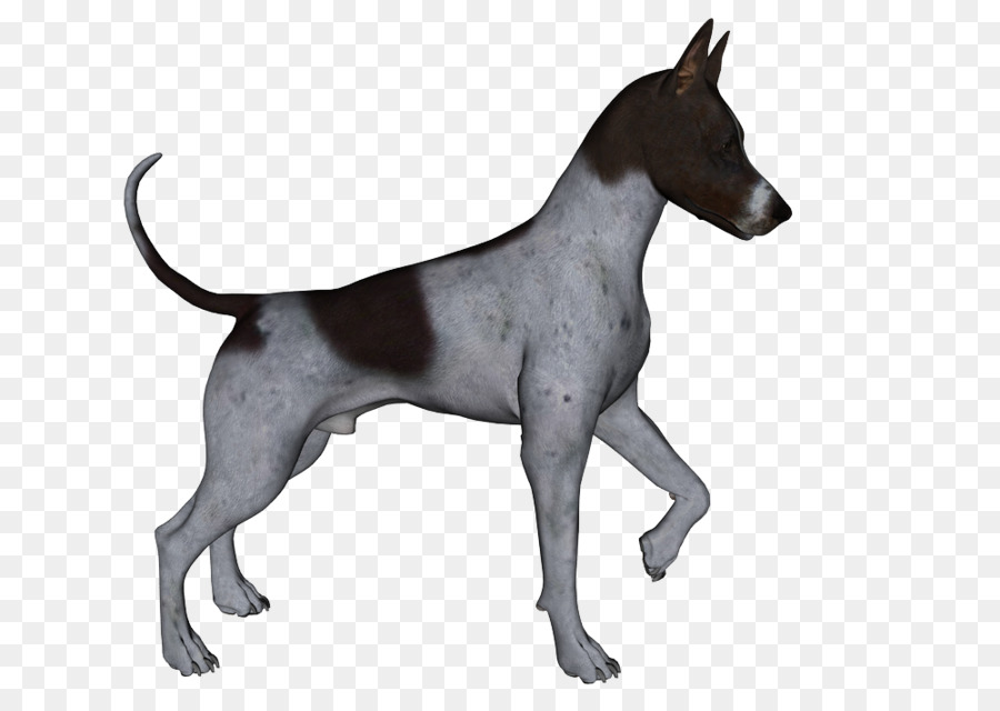 Toro Terrier，Criar PNG