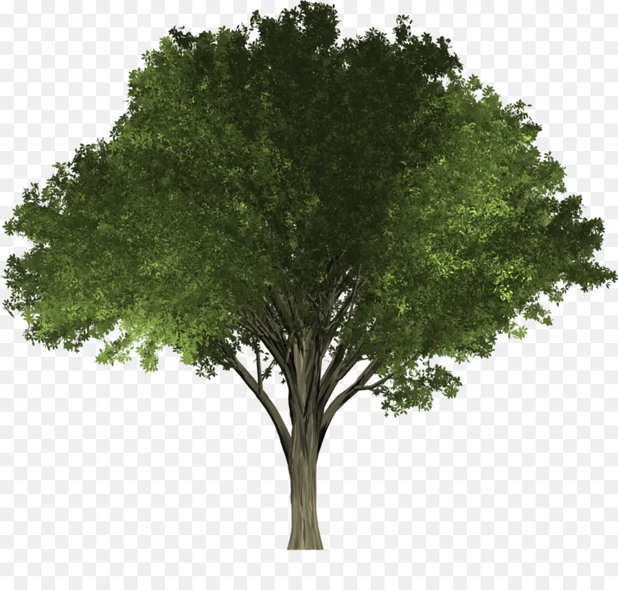 árbol，Elm PNG