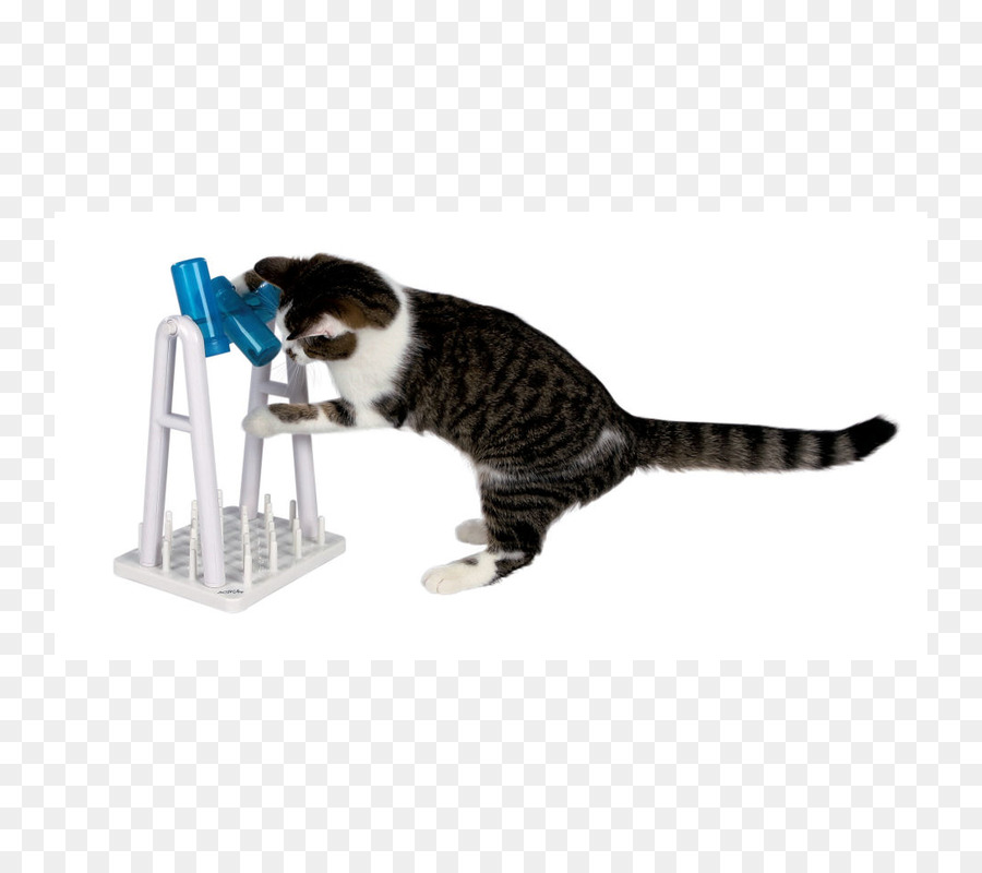 Gato，Gato Juego Y Los Juguetes PNG