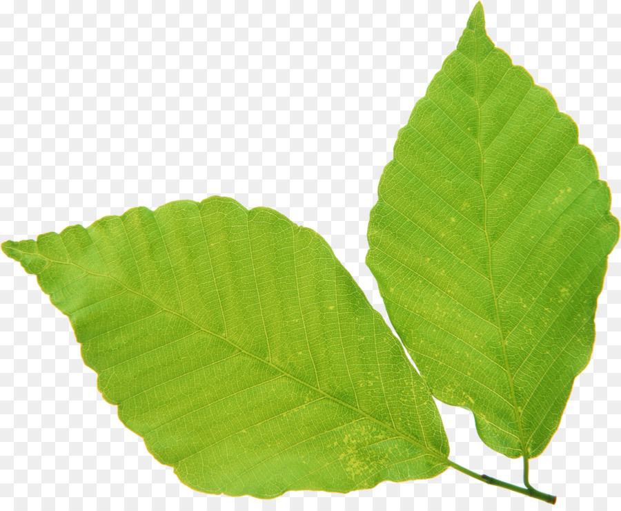 Hoja，Verde PNG