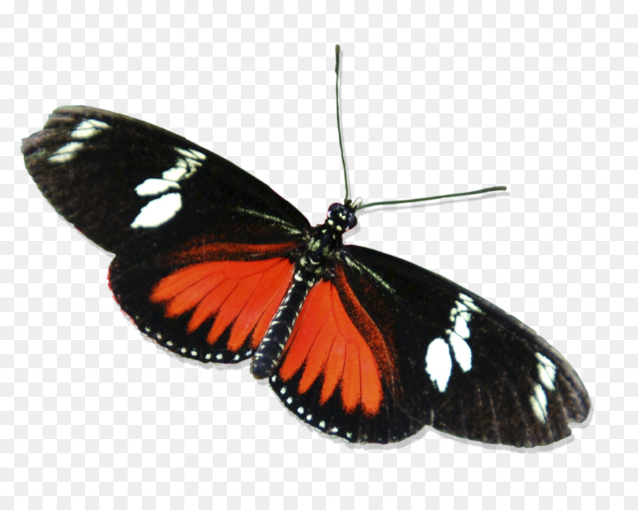 Mariposa，Alas PNG