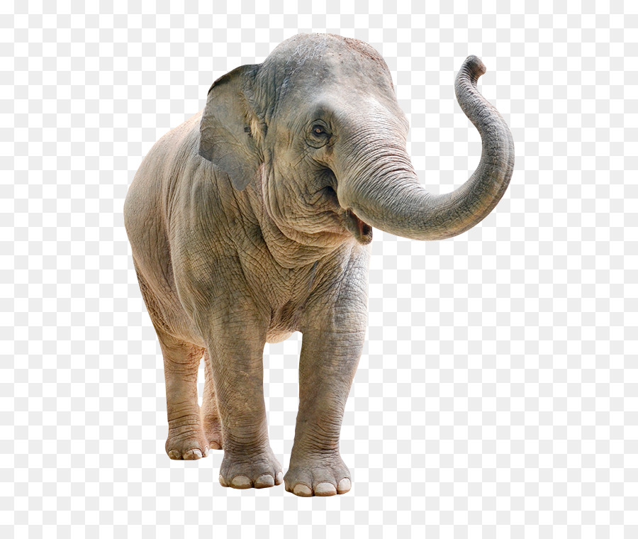 Elefante，El Elefante Africano PNG