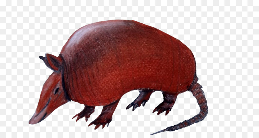 Armadillo，Dibujo PNG