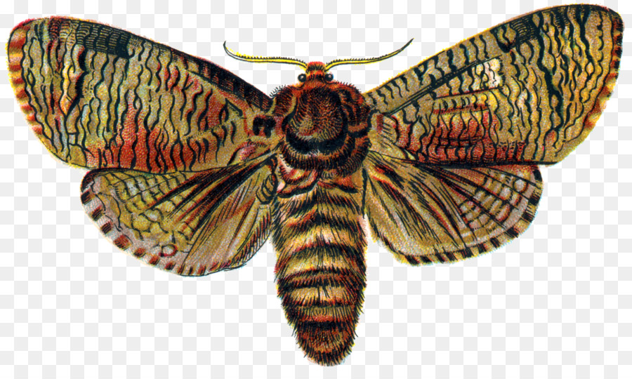 Mariposa，Cossus Cossus PNG