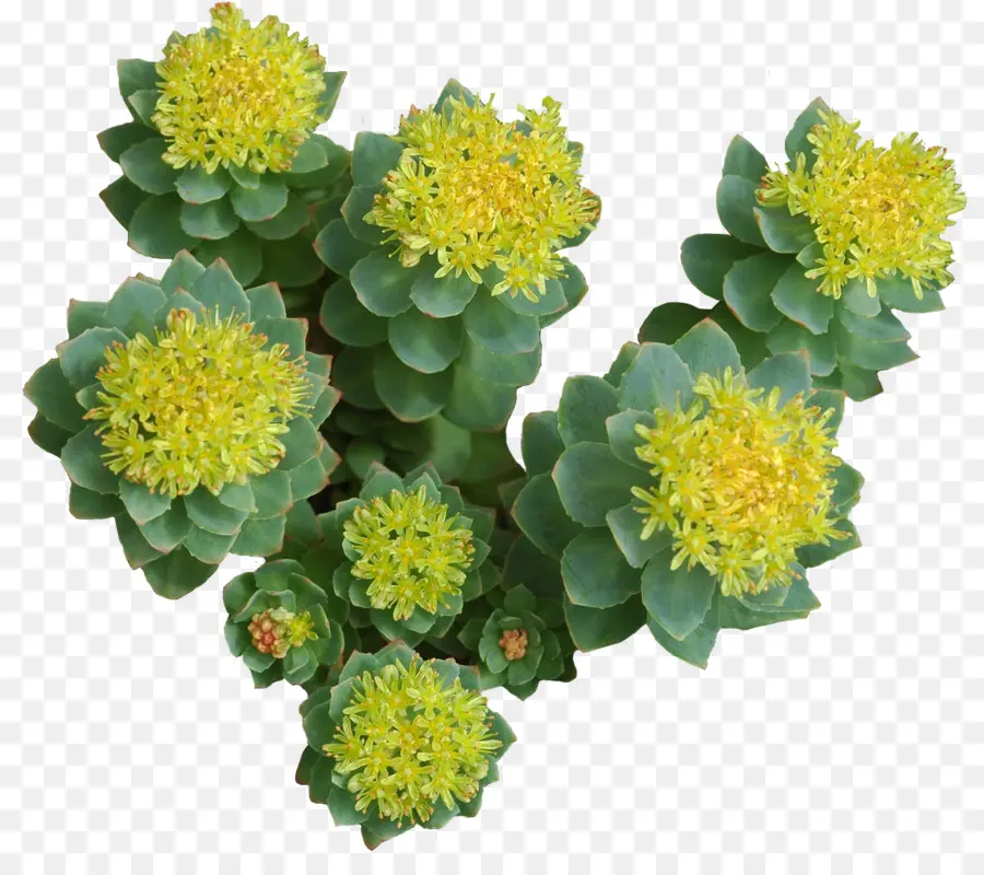 Rhodiola Rosea，Adaptógeno PNG