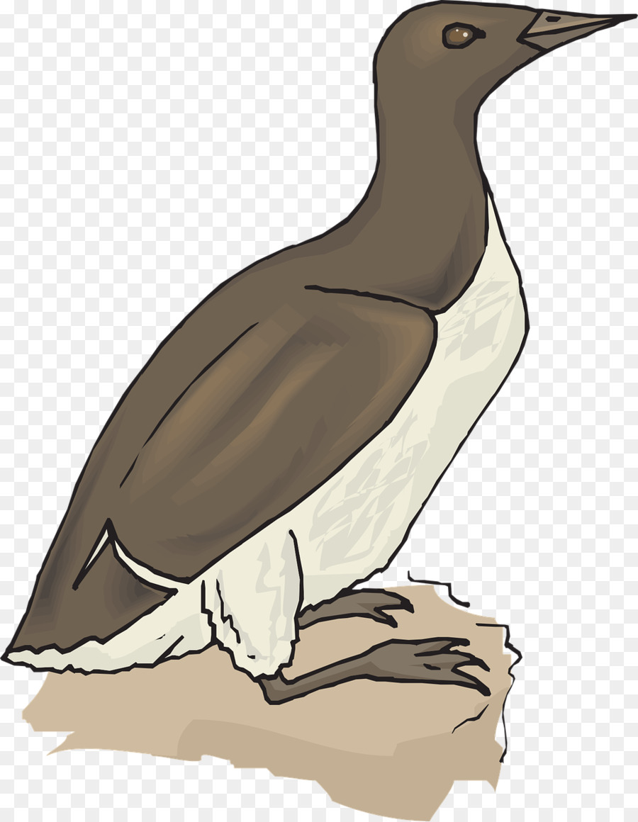 Pato，Ganso PNG