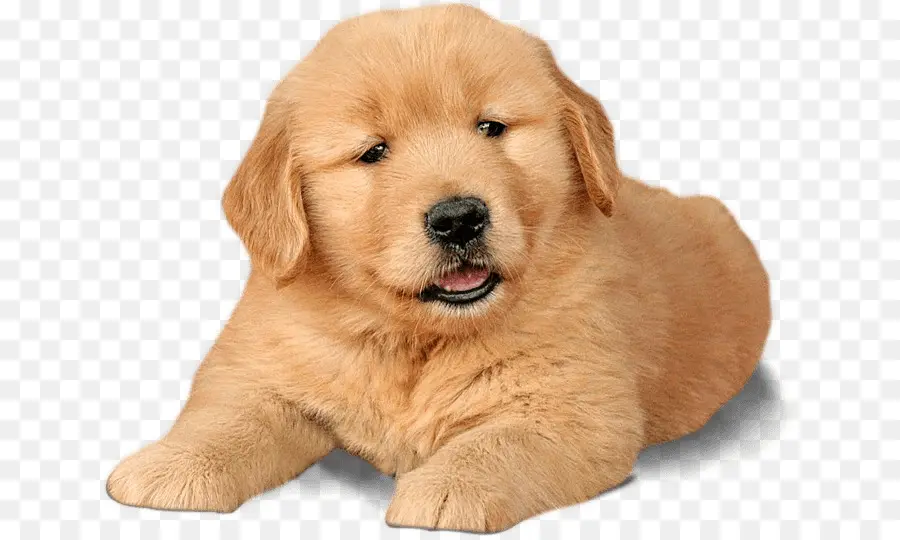 Golden Retriever，Cachorro PNG