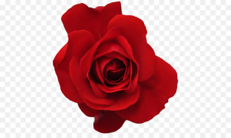 Rosa，Rojo PNG