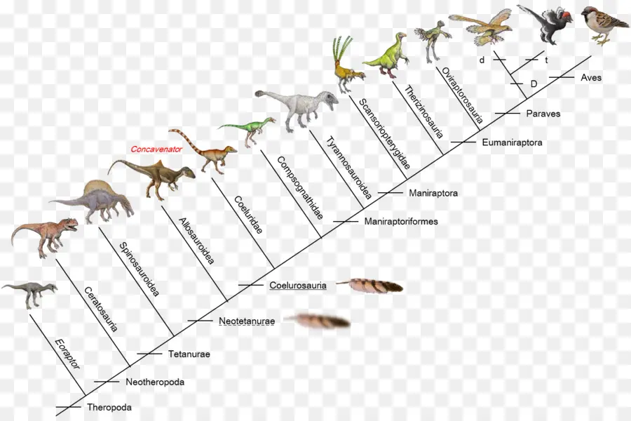 Pájaro，La Evolución De Las Aves PNG