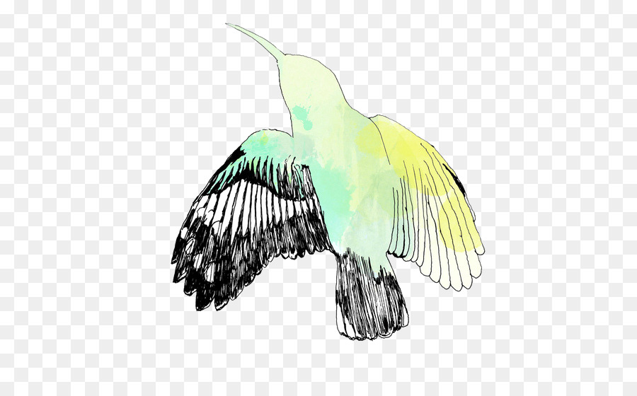 Pájaro，Búho PNG