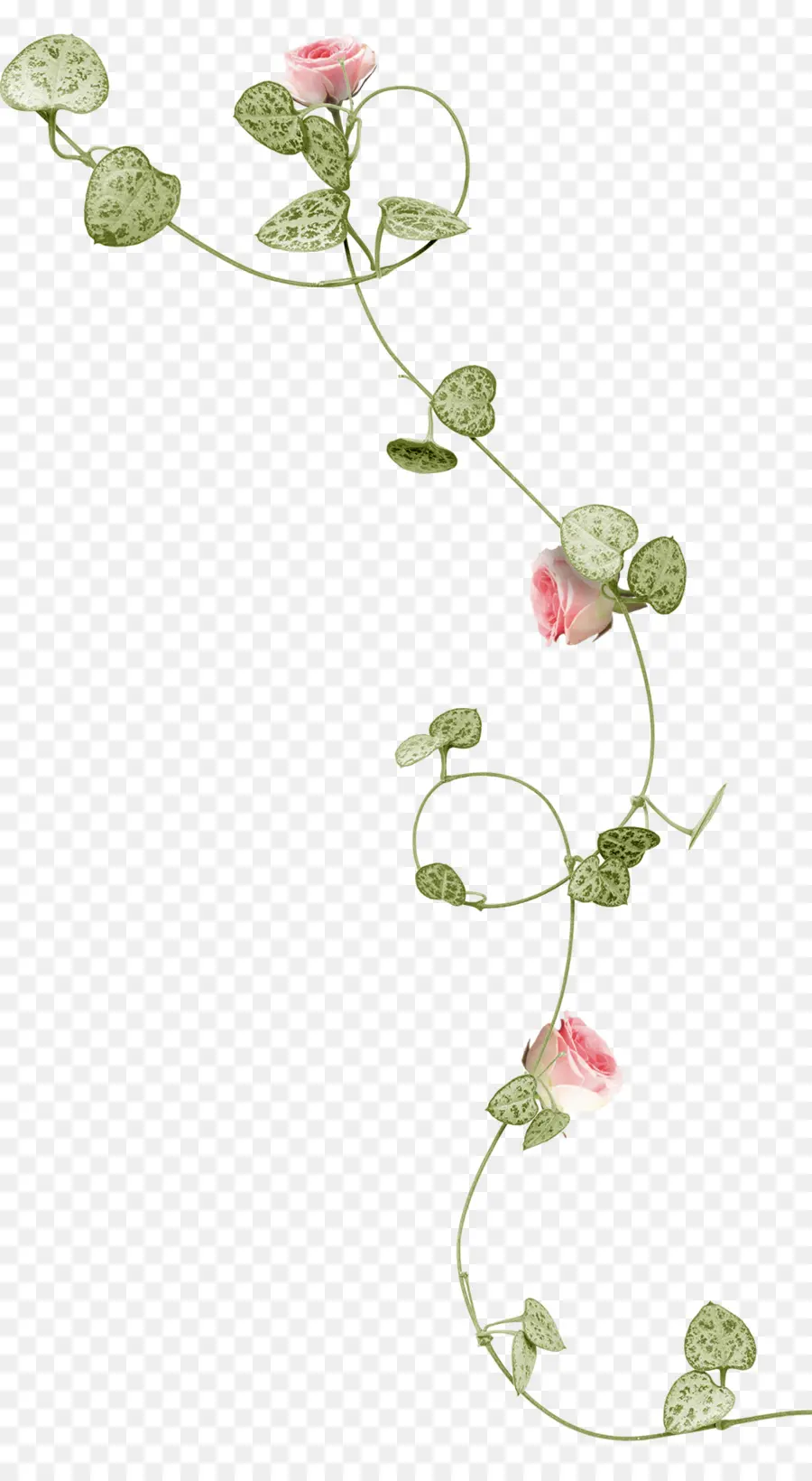 Flor De Vid，Planta PNG