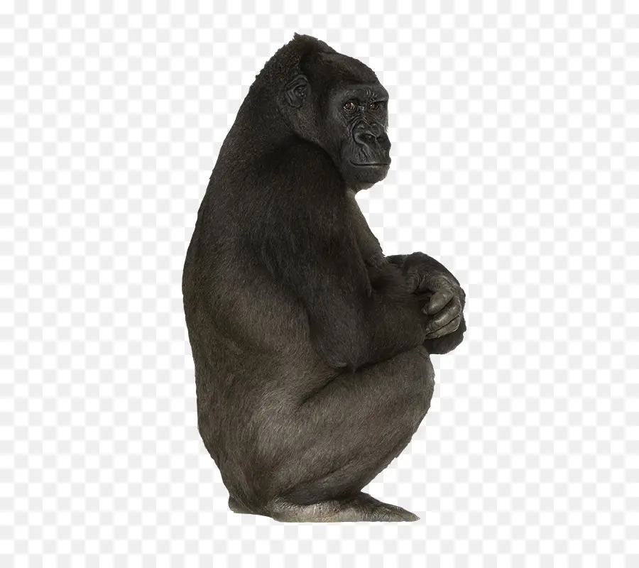 Chimpancé，Mono PNG