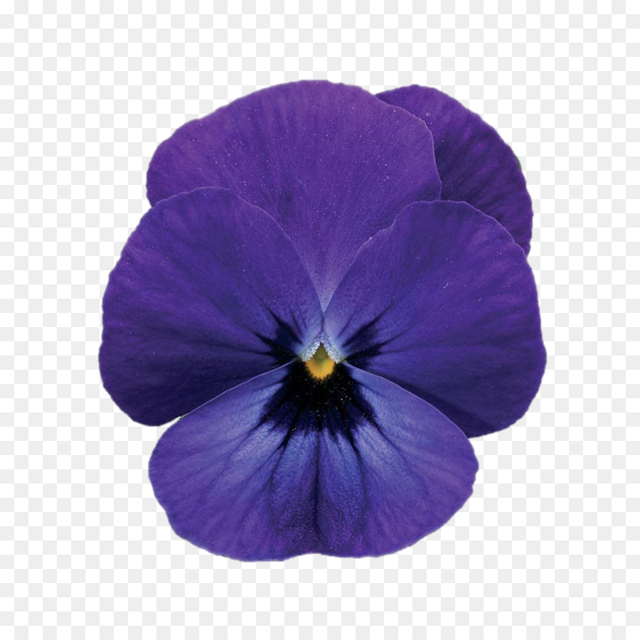 Viola Cornuta，Violeta PNG