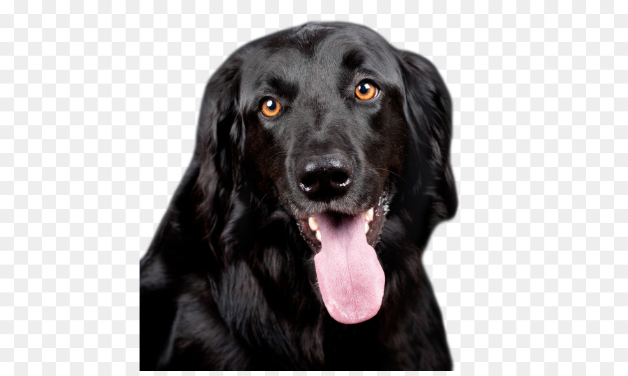 Perro Negro，Lengua PNG