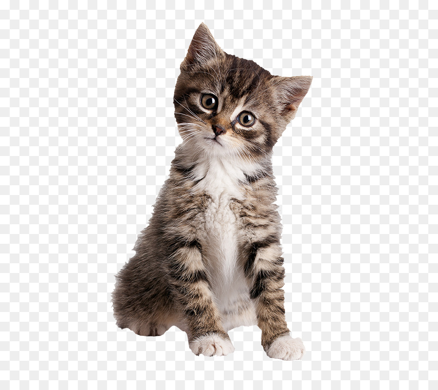 Gatito，Perro PNG