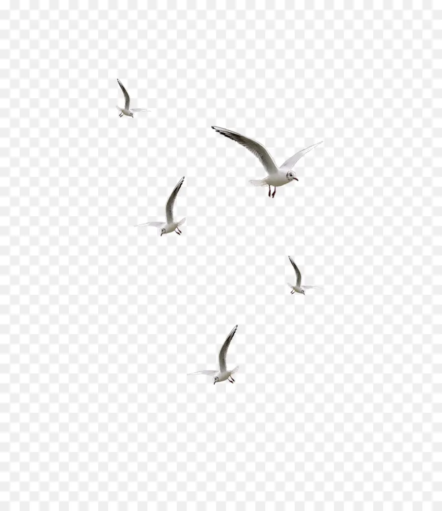 Gaviotas，Vuelo PNG