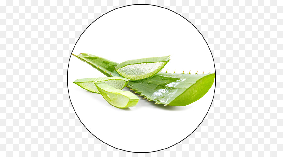 Aloe Vera，Hoja PNG