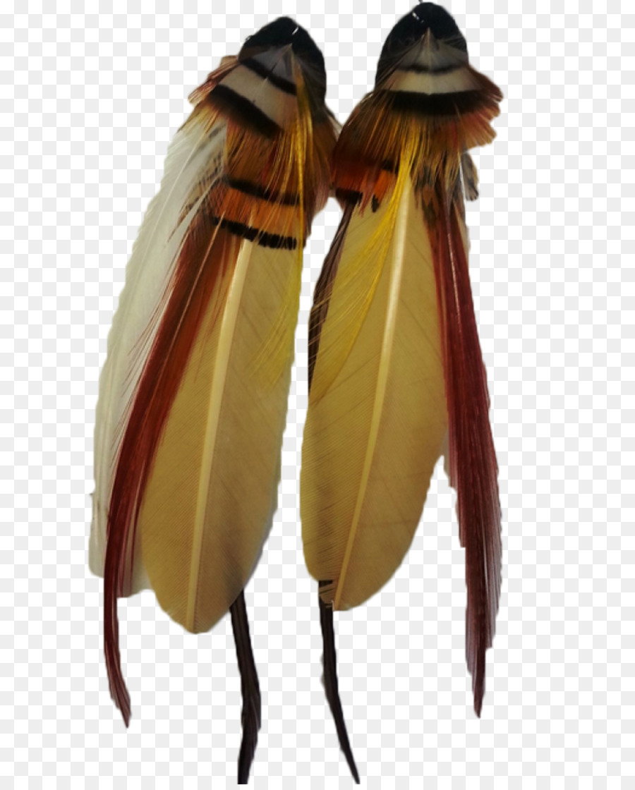 Plumas，Pájaro PNG