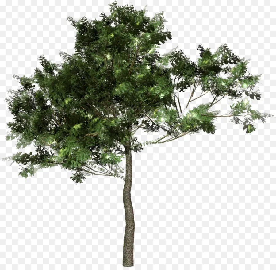 Árbol，Planta PNG