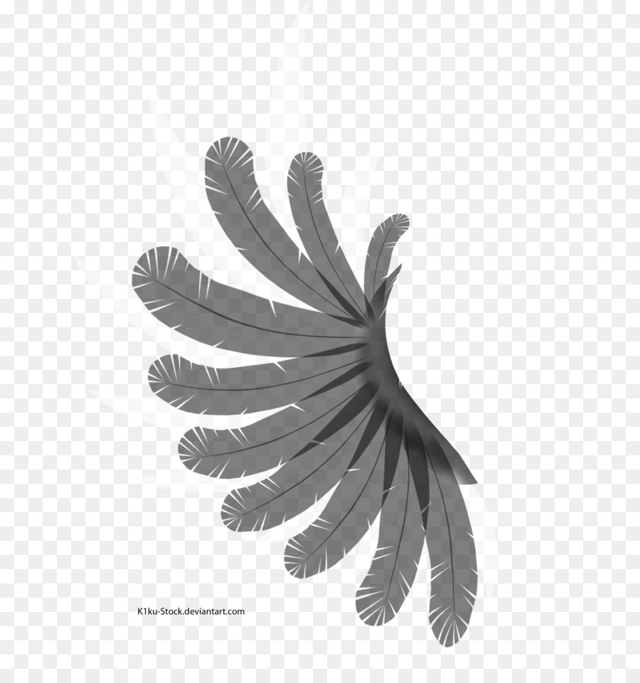 Pluma，Pájaro PNG