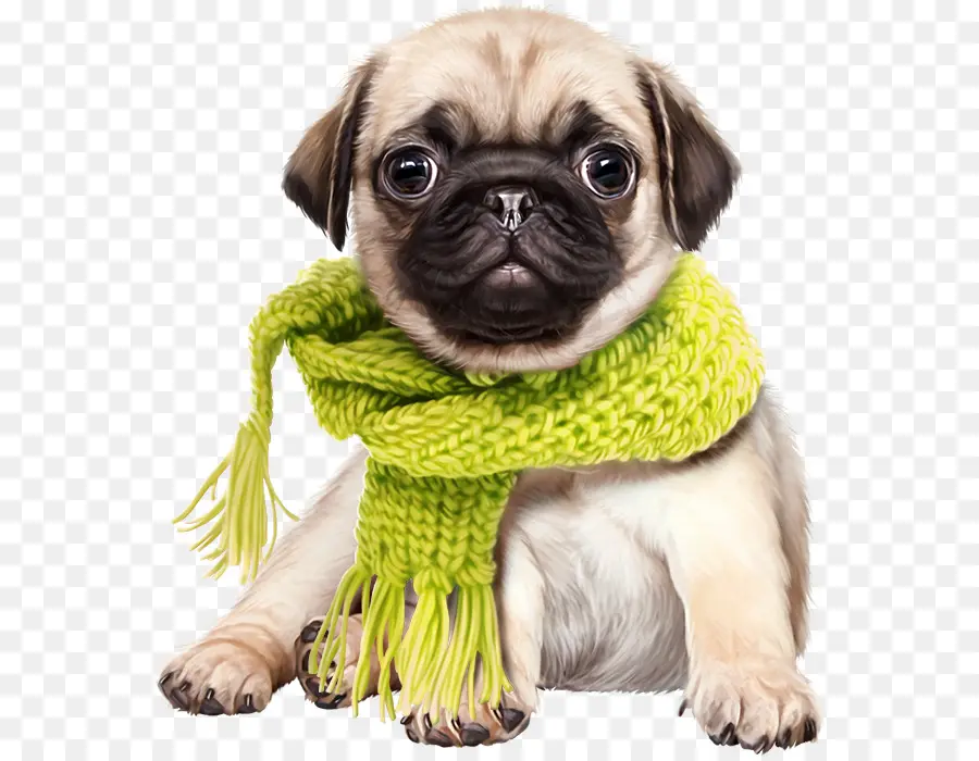 Cachorro，Pug PNG